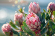 Protea, flower, Bunches of Proteas