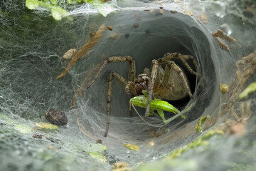 Spider in web tunnel poised for the catch