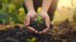Plant in Hands, Human hands planting seedlings or trees in the soil Earth Day and global warming campaign, Close-up of a human hand holding a seedling including planting seedlings, Earth Day 
