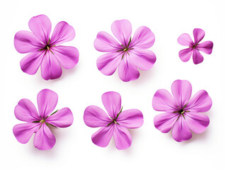 Wall Mural - phlox collection set isolated on transparent background, transparency image, removed background