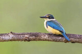 Fototapeta Kwiaty - Beautiful colorful birds in nature Todiramphus sanctus