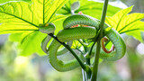 Fototapeta Kwiaty - Beautiful green snake in nature Trimeresurus macrops