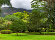 Rainforest in Botanical Garden of Rio de Janeiro, Brazil. Botanical garden is 137-hectare garden with more than 8000 plant species.