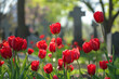 Red tulips growing in the cemetery symbolize the memory of the fallen
