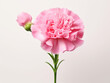 carnation isolated on transparent background, transparency image, removed background