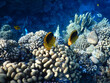 wonderful coral reef life