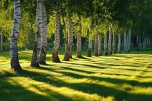 A Straight Row Of Tall Trees Standing In A Lush Green Grassy Field, A Row Of Birch Trees Casting Long Shadows In A Summer Park, AI Generated