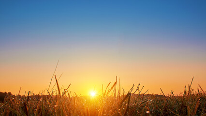 Wall Mural - Dew on the grass on a sunny summer morning in the field. Selective focus.