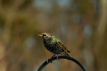 This starling is perched on the black metal rod getting ready to fly. The beautiful colors on the feathers shine like a rainbow or oil in water. The white speckles look like stars.