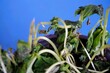 Vertrocknete grüne Basilikumpflanze in Topf vor blauem Hintergrund 