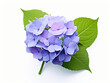 Hydrangea flower isolated on transparent background, transparency image, removed background