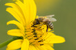 Biene auf einer gelben Blüte