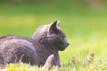 russian blue cat in the spring grass