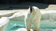 Polar bear receiving food at the zoo in Ueno Park, Japan