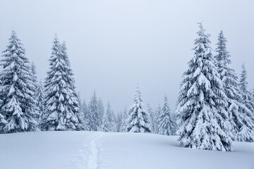 Wall Mural - Foggy forest. Monochrome photo. Landscape of high mountain with snow and tree. Aerial view. Wallpaper background. Natural scenery. Location place Carpathian, Ukraine, Europe