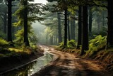 Fototapeta Natura - Dirt road through forest by river, surrounded by trees and terrestrial plants
