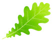 © oxie99 - grünes Eichenblatt isoliert auf weißen Hintergrund, Freisteller