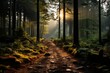 Sunlight filters through trees onto forest path, illuminating natural landscape