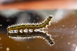 Intricate caterpillar silhouette on reflective surface