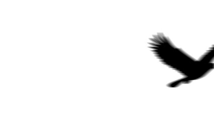 Poster - Animation set, eagle symbol. Animations: transparency, zooms, transition top to down, transition left to right, slide up to down, slide left to right