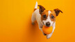 Cute Jack Russell dog holding toy ball in mouth waiting to walk and play, looking to owner on a yellow background. Pet activity concept, trayning, fun and lifestyle. Copy space banner.