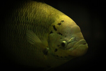 Gourami in the freshwater aquarium.