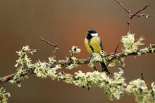 Great Tit Perched On A Mossy Branch