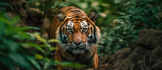 Canvas Print - wild tiger in the forest