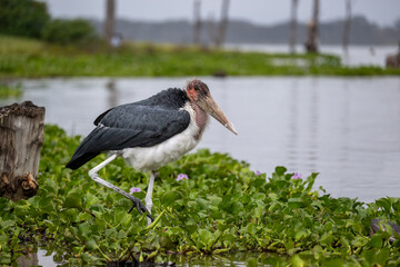 The Marabou Stork, Leptoptilos crumeniferus, is a large wading bird in the stork family Ciconiidae. It breeds in Africa south of the Sahara.