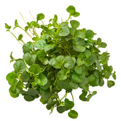 Wall Mural - Lush Green Watercress Cluster - Healthy Superfood Ingredient for Culinary and Wellness Applications - Isolated on a Transparent Background