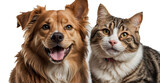 Fototapeta  - Adorable portrait featuring a cheerful dog and cat looking at the camera, isolated on a white background—exemplifying the heartwarming bond and friendliness of these pets