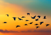 Dramatic Flock Of Birds Flying In Sunset Sky
