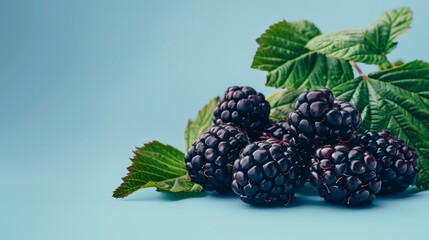 Wall Mural - Ripe blackberries ready for summer desserts. Freshly-picked blackberries on blue backdrop, perfect for berry recipes. Succulent blackberries with vibrant leaves, ideal for nutritious snacking.