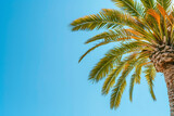 Fototapeta  - Palm tree canopy against a gradient blue sky with copy space