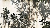 Fototapeta Las - shadow from plants on the wall.