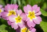 Fototapeta  - Pink wild primroses (primula vulgaris) flowers in bloom