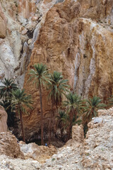 Poster - Palm trees in canyon in Chebika mountain oasis in Tozeur Governorate, Tunisia