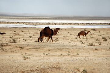 Sticker - Camels in area between two salt lakes Chott el Gharsa and Chott el Djerid, Tozeur Governorate of Tunisia