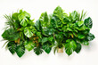 Green leaves of tropical plants bush floral arrangement