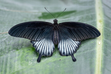 Sticker - A butterfly with black upper wings and white lower wings.