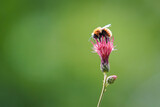 Fototapeta  - A Honey Bee Collecting Pollen from Flower