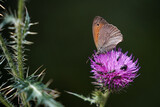 Fototapeta  - Beautiful butterfly on purple flower