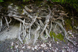 Fototapeta  - Tree Roots in a Forest