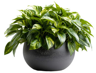 Lush variegated pothos plant in a textured black pot, cut out - stock png.