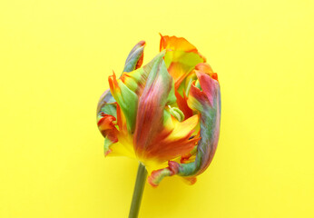 Wall Mural - Parrot tulip flower of the Rococo variety is orange with green stripes. Corrugated tulip petals on yellow background.