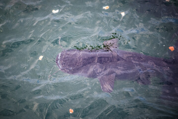 Canvas Print - Catfish fed by tourists in water canal near Chernobyl Nuclear Power Plant, Chernobyl Zone, Ukraine