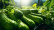 Fresh green cucumbers with drops of dew against the backdrop of morning nature in the sun. Fresh healthy food, farm vegetables