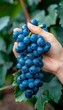 © Ilja - Hand holding fresh grapes, selective grape harvest with blurred background, space for text