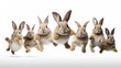 Adorable fluffy rabbits with perky ears hopping on white background