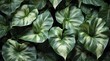 Spathiphyllum cannifolium leaves, tropical leaf, natural background, and abstract green texture